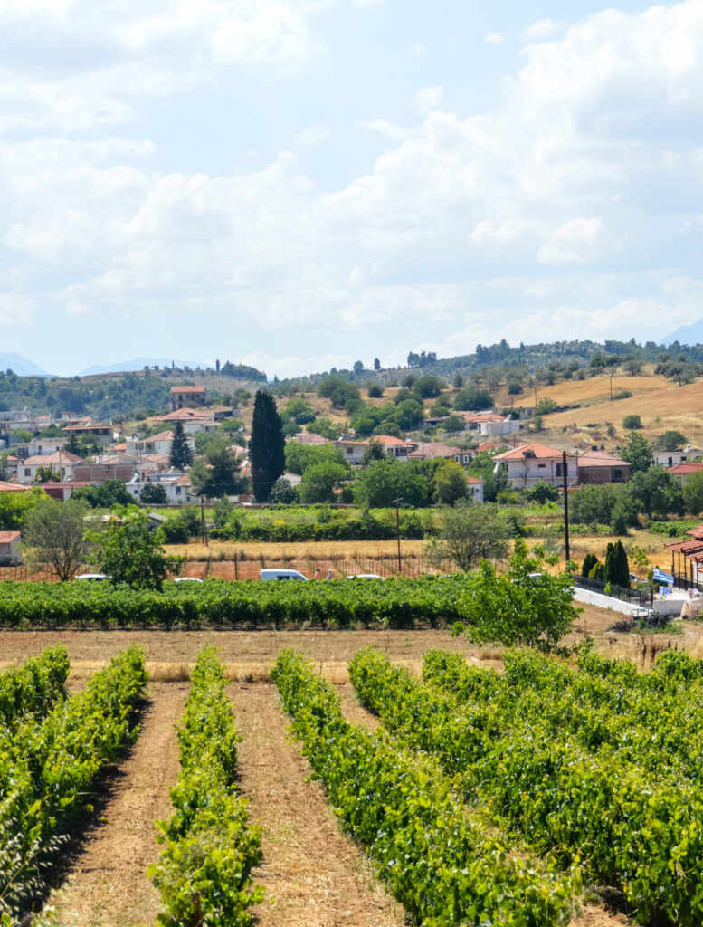 Vineyards in Nemea, Greece